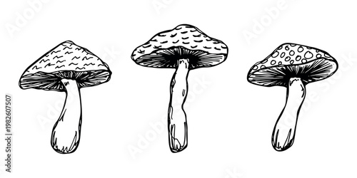 Hand drawn mushroom doodle set Botanical illustration Cute autumn mushroom Healthy eco food Organic vegetarian food For stickers, greeting card, design, print, packaging, decor, kids books