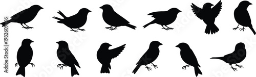 Collection of black bird silhouettes in various poses