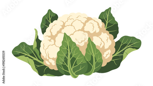 Fresh cauliflower with green outer leaves shown in a detailed color illustration isolated against a plain white background.