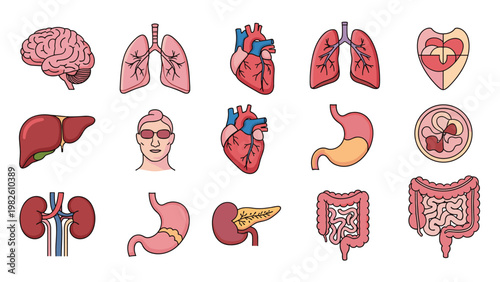 Set of icons showing various human organs like brain heart lungs stomach and kidneys in a clean illustrative medical style.