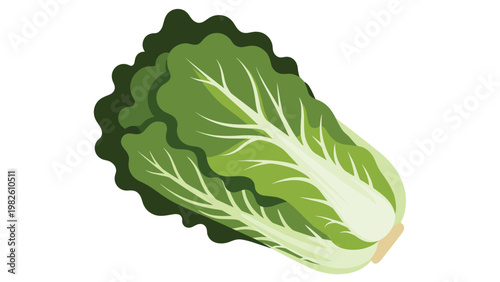 Fresh green napa cabbage or Chinese cabbage is isolated on a white background in a simple flat illustration style for cooking and diet.