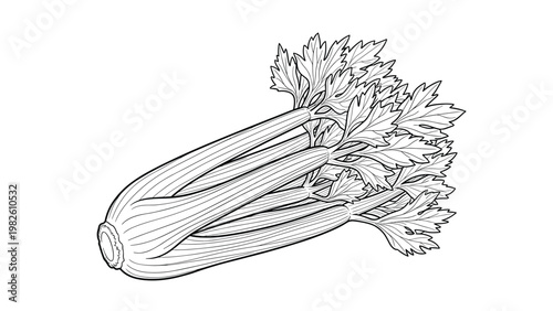 Black and white botanical illustration of a bunch of fresh celery stalks with leaves for use in culinary guides or coloring books.