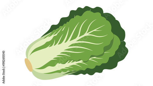 Head of fresh napa cabbage or Chinese cabbage with pale green leaves shown in a side view illustration on a white background.