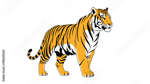 Powerful orange and black striped tiger walking forward with a confident gaze isolated on a clean white background illustration.