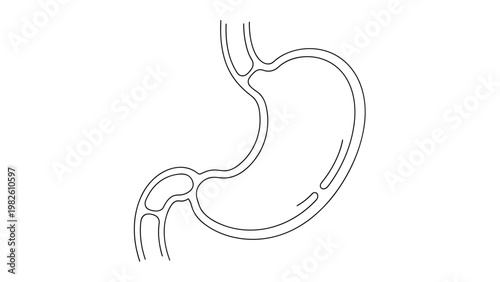 Simple black and white line art diagram of the human stomach and esophagus for medical education or healthcare information graphics.