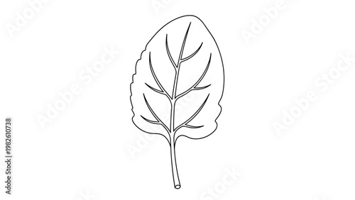 Single green spinach leaf with detailed veins shown in black and white outline for healthy food, nutrition, and organic gardening concepts.