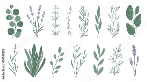 Botanical Herbs Vector Set Green Plants, Lavender and Eucalyptus Collection