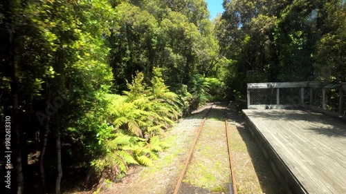 Scenic Train Ride Through Forest Corridor
