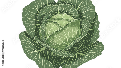 Detailed illustration of whole green cabbage with large outer leaves showing rich texture and healthy nutrition for grocery store concepts.