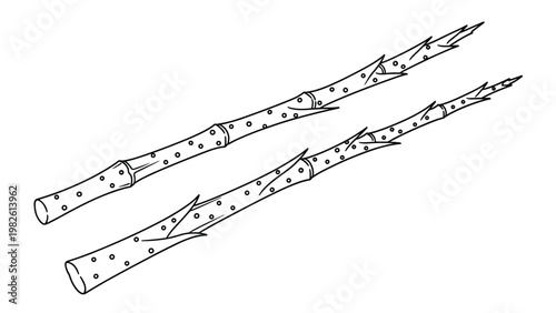 Black and white line drawing of two fresh asparagus stalks illustrating healthy spring vegetable and garden produce for food concepts.