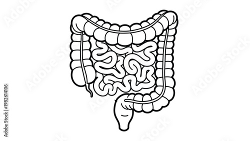 Anatomical line drawing of the human digestive tract showing the large and small intestines in a clean medical illustration style.