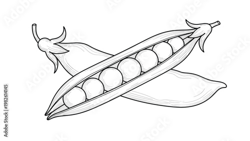 Hand-drawn engraving style illustration of fresh garden pea pods with one open to reveal row of round organic green peas.