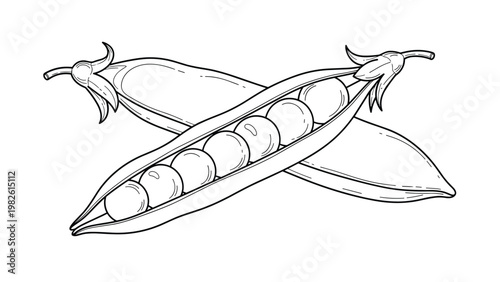 Opened pea pod reveals a row of round green peas in this detailed black and white line illustration of a fresh vegetable harvest.