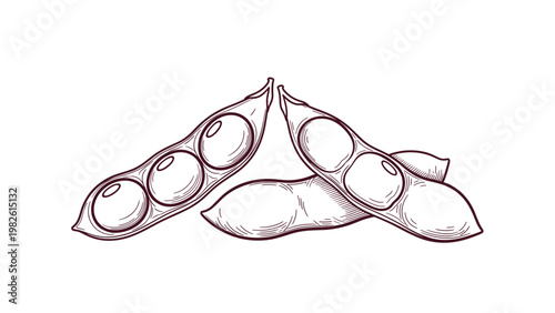 Hand-drawn line art illustration of fresh edamame soybean pods with two open showing the round beans inside for a natural food theme.
