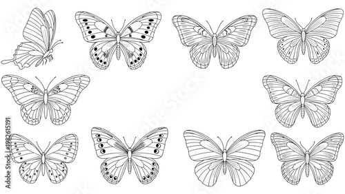 Butterfly sketches collection in detailed line art featuring various insect species with ornate wing patterns for nature and science studies.