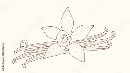 Elegant vanilla orchid flower with several vanilla beans is rendered in a vintage engraving style for natural flavor and spice themes.