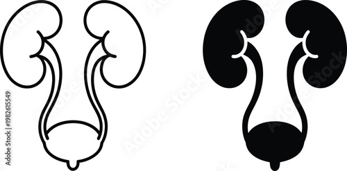 Human kidneys and bladder filled icon design for anatomy and medical isolated on transparent background