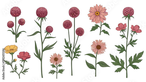 Botanical flower illustrations set with various tall stems blossoms and green leaves in a natural hand drawn artistic style isolated on white.