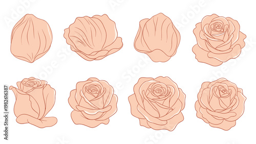 Set of delicate rose flower sketches in various stages of bloom, rendered in a soft peach color palette with fine line details.