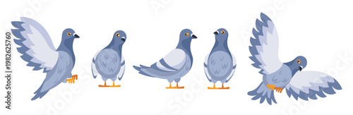 set of pigeons standing and flying with spread wings 
