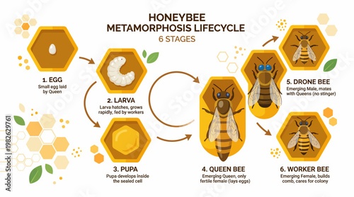 Honeybee Metamorphosis Life Cycle Flat Vector Illustration Showing Queen Worker Drone Development Stages in Detailed Educational Diagram Style for Ecology and Agriculture Content