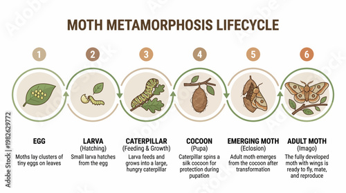 Moth Metamorphosis Life Cycle Flat Vector Illustration Presenting Complete Transformation from Egg Caterpillar Cocoon to Adult Moth in Elegant Minimal Educational Style