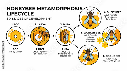 Bee Colony Growth Process Infographic Featuring Complete Lifecycle Transformation in Clean Flat Design with White Background Perfect for Environmental and Science Education