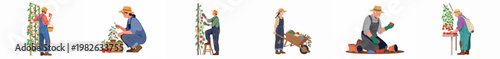Flat vector illustration set of diverse people gardening, harvesting ripe red tomatoes, and tending to vegetable plants on a white background.