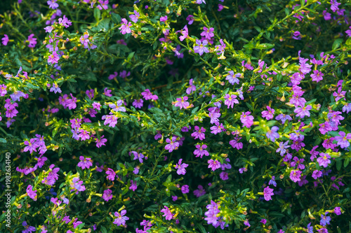 A bush of blooming purple kufea in the garden in daylight.
