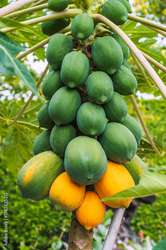 papaya tree with young and mature fruits in the garden