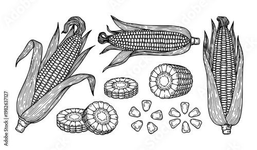 Hand Drawn Corn Line Art Bundle Featuring Husked Maize Cobs, Kernel Details and Botanical Outline Elements