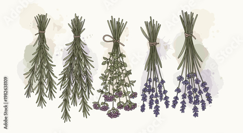 Illustration of fresh herbs drying in bundles with lavender and rosemary tied with twine against a soft watercolor background
