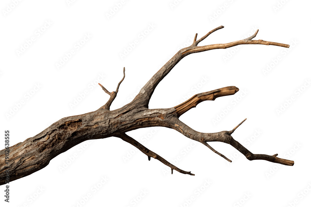 Fototapeta premium Dry tree branch without leaves, illustrating natural wood texture and organic shape, symbolizing nature, death, and decay
