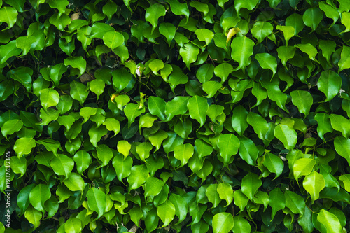 green leaf background,texture. Green grass background or the naturally walls.