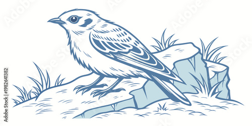 Drawing of a small bird sitting on a rock with grass line art wildlife illustration creature backyard wildfowl woodland standing side view minimalist
