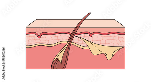 Illustration of human skin section with detailed peeling layer and hair follicle on white background, person