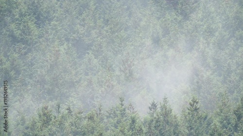 ヒノキ花粉の飛散