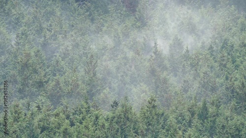 ヒノキ花粉の飛散