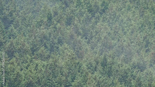 ヒノキ花粉の飛散