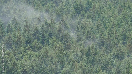 ヒノキ花粉の飛散