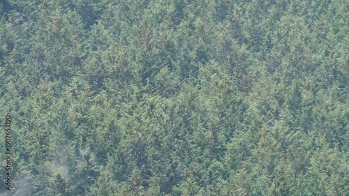 ヒノキ花粉の飛散