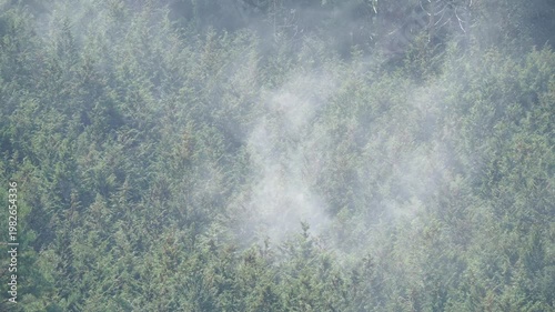 ヒノキ花粉の飛散
