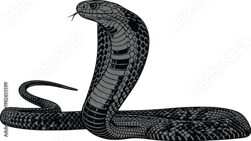 Illustration of a King Cobra Snake on White Background