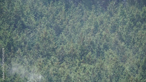 ヒノキ花粉の飛散