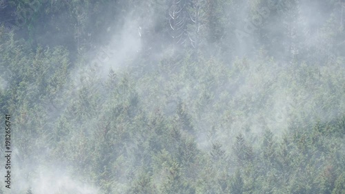 ヒノキ花粉の飛散