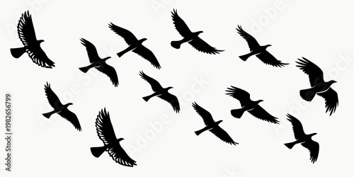 Set of black bird silhouettes flying in different directions isolated on a white background with silhouette wildlife isolated migration collection ornament decoration illustration