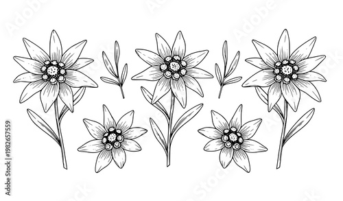 Hand drawn edelweiss flower line art vector set with alpine botanical blossoms in black and white