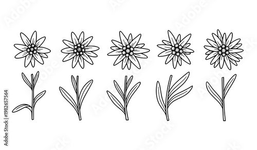 Edelweiss flower line icon set in black and white hand drawn vector for alpine and botanical design
