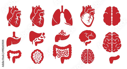 Human internal organ icons set in red color representing medical biology and healthcare anatomy of body systems