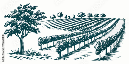 Detailed graphic illustration of a cultivated vineyard with neatly aligned grapevines and rolling hills in a dark teal monochrome style vineyard grapevines landscape monochrome illustration
